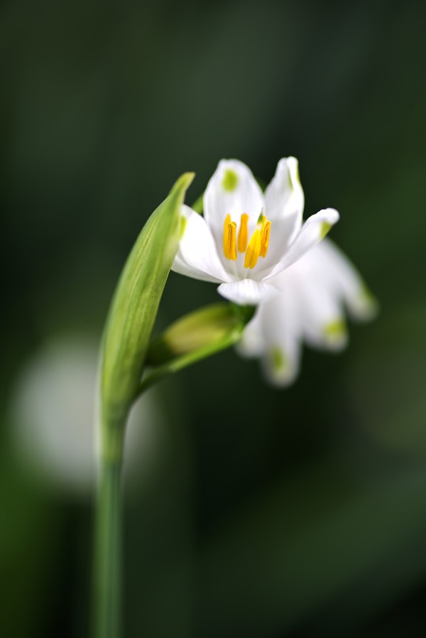 Snowdrop Flower Looking Up by Joy Watson